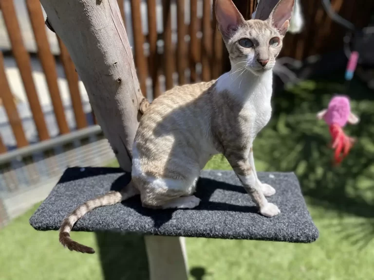 CatLedge1 scaled 1