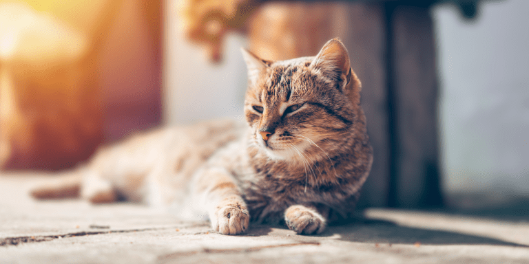 Soak Up the Sun 8 Reasons Why Your Cat Needs Sunlight This Spring
