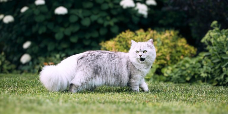 The Mental Health Benefits of Outdoor Time for Cats