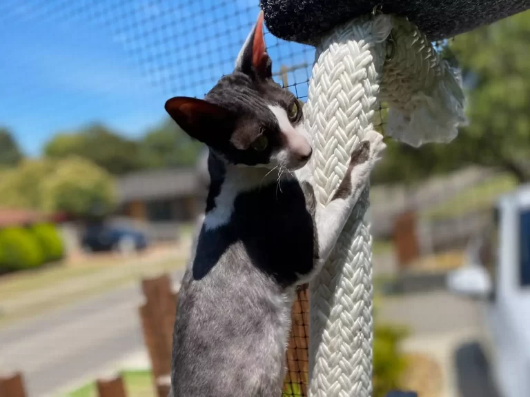 cat rope scaled 1