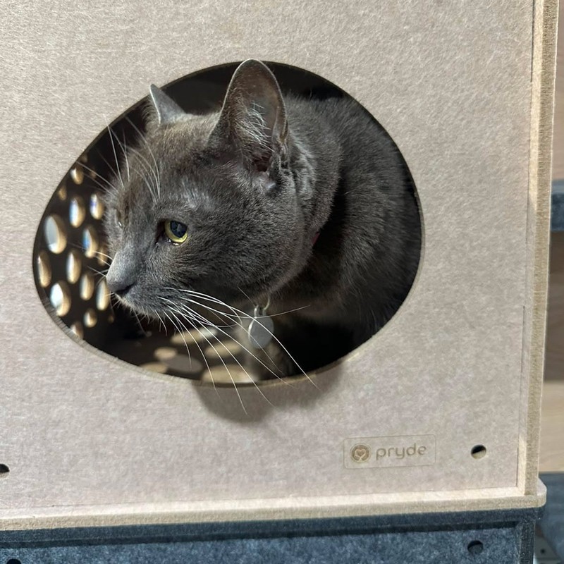 Pryde Pets Modular Cat Cube 6 Modular Cat Cube in Oatmeal - Pryde Pets wall-mounted cat furniture
