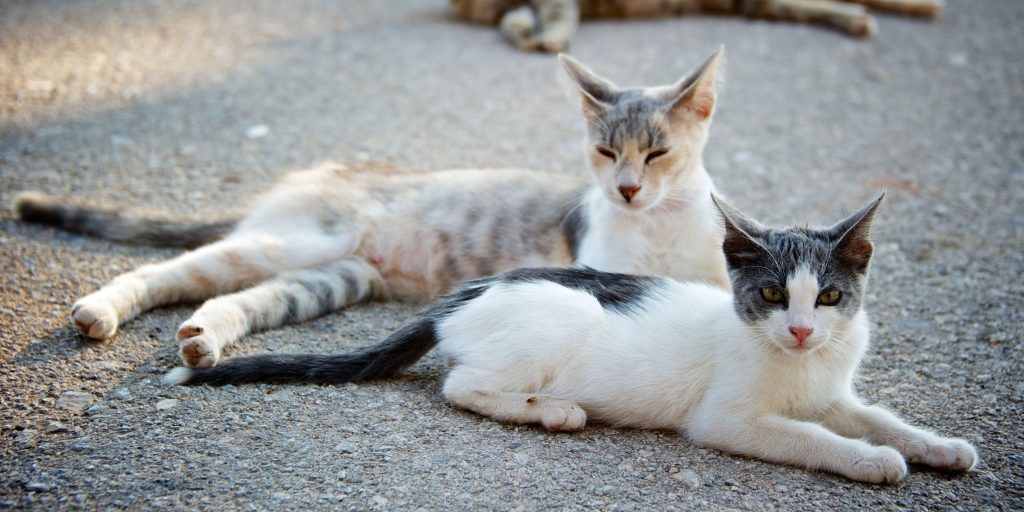 The Risks of Free-Roaming Cats: An Australian Perspective​